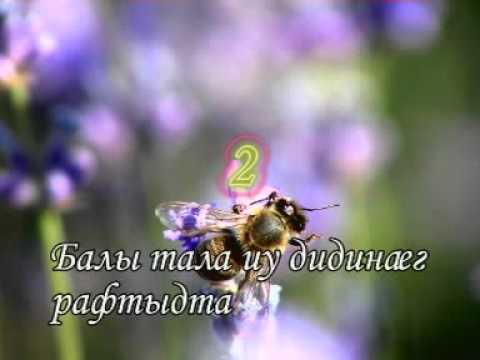 Видео: балы тала  караоке иронау