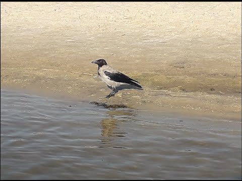 Видео: рыбы дохуа а воды до колена