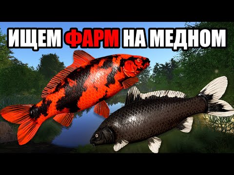 Видео: ФАРМИМ НА МЕДНОМ • РУССКАЯ РЫБАЛКА 4 • РР4 СТРИМ