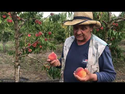 Видео: Интенсивный персиковый сад на подвое Манжурский. Питомник Маценко