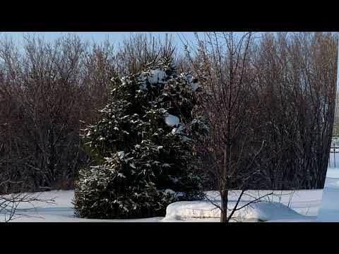 Видео: Кыз баланың күз яшеннән саклан!18 бүлек.