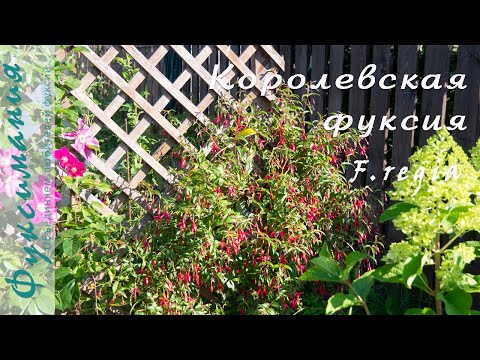 Видео: Королевская фуксия F.regia