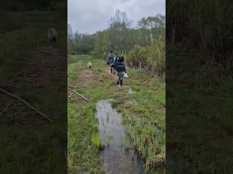 Видео: 9 мая ушли в поход... #9мая #деньпобеды #сднемпобеды #камрады #поиск #коп #metaldetecting ##equinox