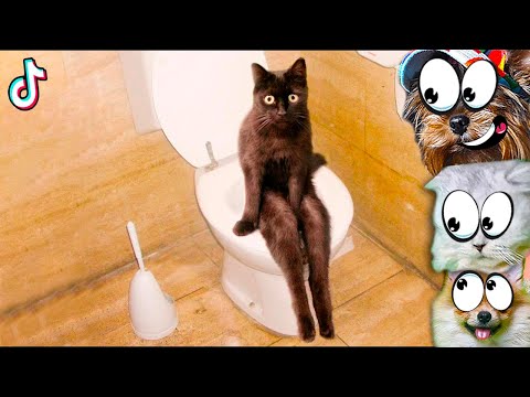 Видео: ВОЛШЕБНЫЕ ПОСИДЕЛКИ котов. СМЕШНЫЕ КОТЫ В ТИКТОК! НЕ ЗАСМЕЙСЯ ЧЕЛЛЕНДЖ Funny Cats TikTok Лера и Макс