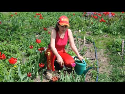 Видео: Уход за тюльпанами после цветения. Сайт sadovymir.ru
