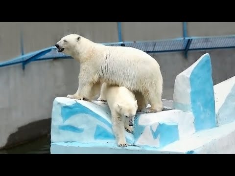 Видео: Чтобы медвежата не подрались, мама Герда прыгнула в воду, а дочки  за ней.