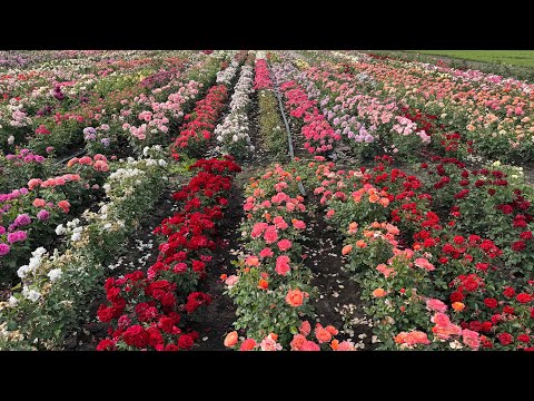 Видео: Цветение 2025 г, питомник maryroses.ru