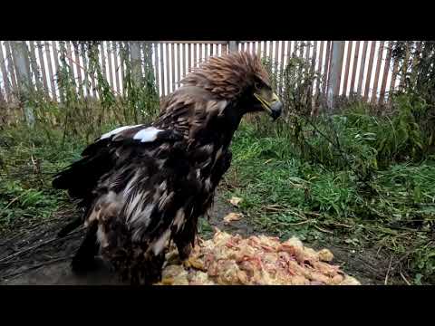 Видео: Шнепопокалипсис