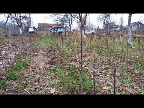 Видео: Стратифікація насіння хурми. Зберігання живців хурми.