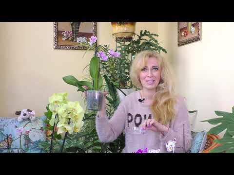 Видео: Обязательно ли пересаживать новую, цветущую орхидею?! И маленький лайфхак от меня!