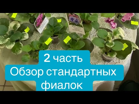 Видео: 2 часть. Обзор стандартных фиалок. 09.09.25 