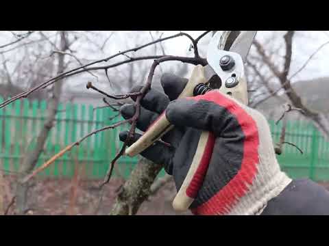 Видео: Урок по обрезке айвы