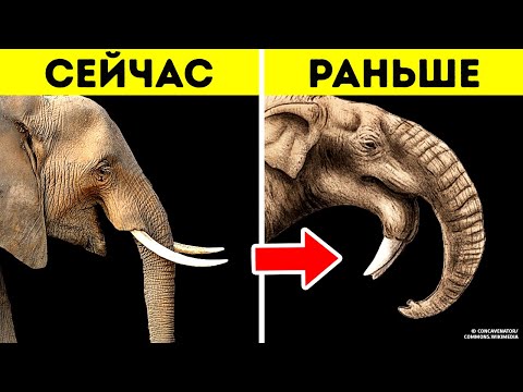 Видео: 7 неродственных древних и современных животных, которые выглядят очень похожими