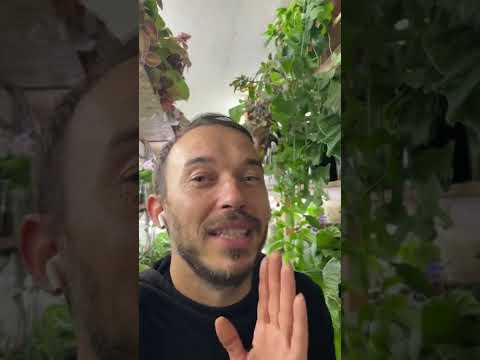 Видео: Полив стрептокарпусов