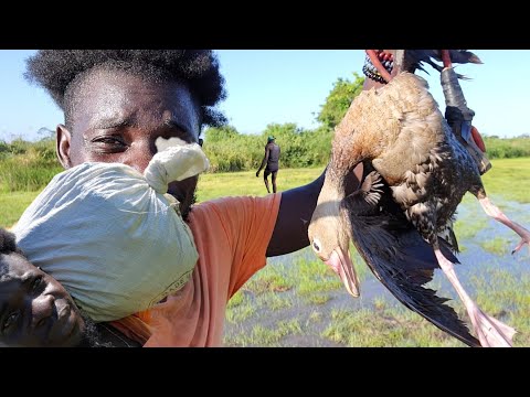 Видео: Раскрывая острые ощущения: эпическое приключение охоты на диких уток с рогаткой