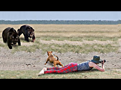 Видео: Это НУЖНО Видеть! Животные Герои Спасают Людей  / Топ 25 Моментов ч.4