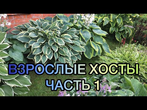 Видео: Взрослые хосты в моём саду. Часть 1