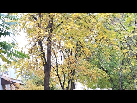 Видео: Vlog 13 Покупки з скрапбарахолки Tim Holtz. Тестим ножі з TEMU, посилка від Іванки🥰🍁🍂