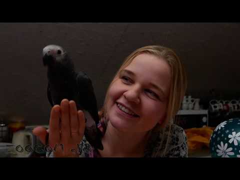 Видео: М или Ж? Какого пола наш птенец жако?