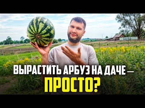 Видео: ВПЕРВЫЕ ПОСАДИЛ АРБУЗЫ НА ДАЧЕ! ИТОГ УДИВИЛ!