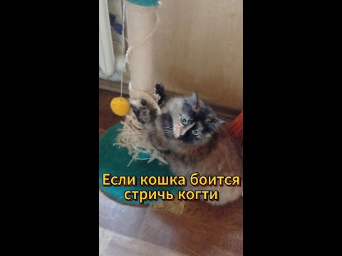 Видео: Как подстричь когти кошке если она боится (0058)