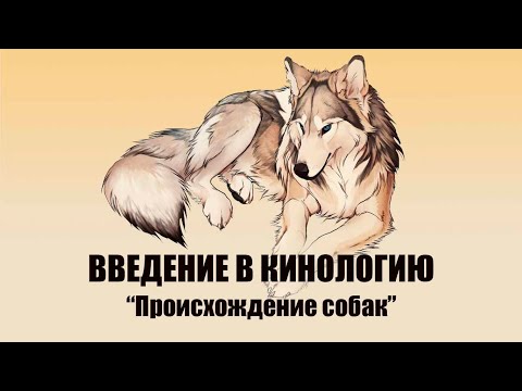 Видео: Происхождение собак / ВВЕДЕНИЕ В КИНОЛОГИЮ