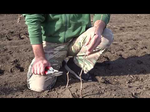 Видео: Что такое обрезка винограда на обратный рост, Хисамутдинов АФ, 2020