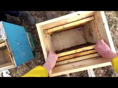 Видео: Зимовка пчел в деревянных ульях на сетчятом дне 3