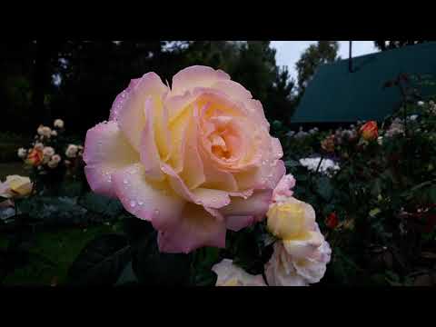 Видео: ✿➽  Розы в саду 🌺🌿  сезон 2020 🌺🌿   часть 1