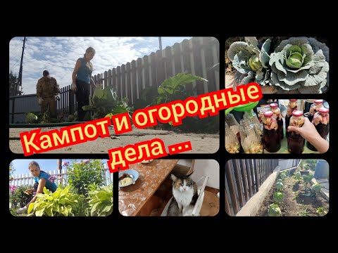 Видео: 09.2025 Уборка в огороде, и кампот из черноплодки...