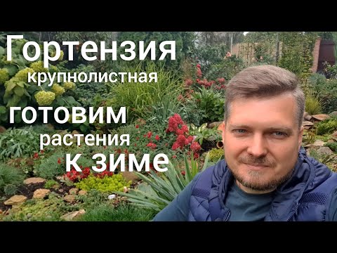 Видео: ГОРТЕНЗИЯ . 24 сентября . И наши работы на сегодняшний день. Готовимся к зимовке.