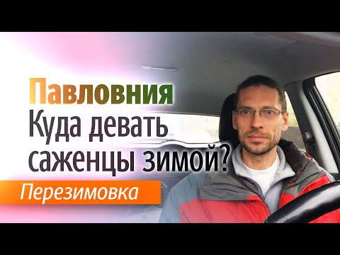 Видео: Что делать с саженцами Павловнии зимой?