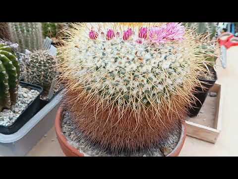 Видео: Коллекция цветущих кактусов.