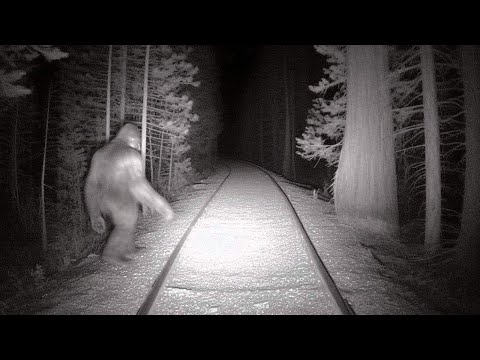 Видео: Огромное Существо В Лесу - Видеокамера Тепловоза сняла