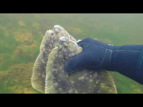Видео: СУПЕР ОХОТА НА КАМБАЛУ / SUPER HUNT FOR FLOUNDER