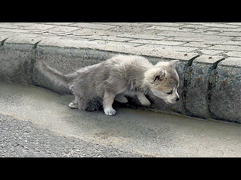 Видео: « Пожалуйста, спаси меня! » Брошенный щенок с сломанной ногой в отчаянии тянулся ко мне