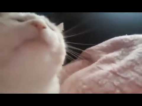 Видео: мысық билеп жатыр әнге Ерболат - безнен жигеттер