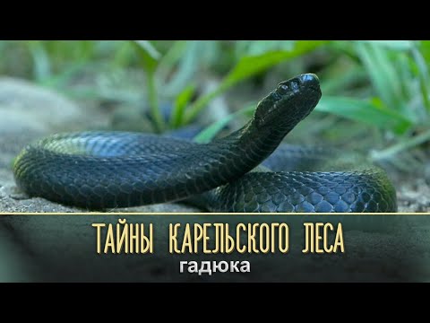 Видео: ГАДЮКА | Тайны карельского леса