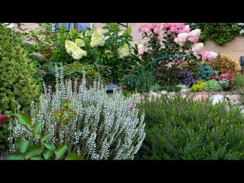 Видео: Вересковый садик в Ленинградской области/ уход/нюансы/ размножение/ 🍂🍁🍂