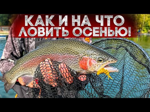 Видео: КАК и на ЧТО ловить форель осенью / Чемпион ДЕЛИТСЯ ОПЫТОМ