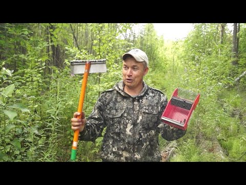 Видео: сбор черники новыми комбайнами