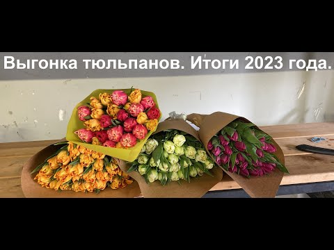 Видео: Выгонка тюльпанов. Итоги. Тюльпаны оптом 2024.