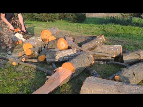 Видео: Пилю ольху с ms 250