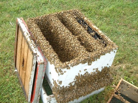 Видео: Асалариларнинг асалари оилаларига угирликка киришини бартарфкилиш.