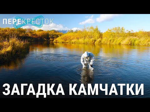 Видео: Загадка Камчатки. Отравление океана и людей | ПЕРЕКРЁСТОК