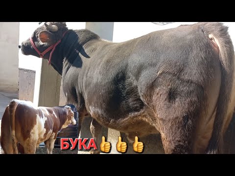 Видео: молбозори хучанд букаи шведро боз ба савдо мегузорем аз сабаби аз савдо доштан тамошо кунед