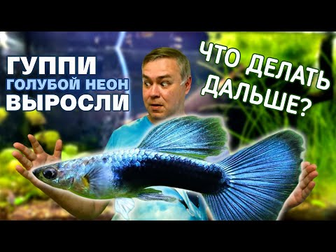 Видео: Породистые Гуппи подросли. Что дальше?