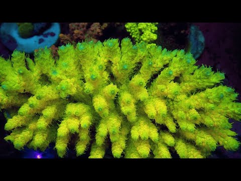 Видео: «Рифовый Аквариум» САМП. Часть 2