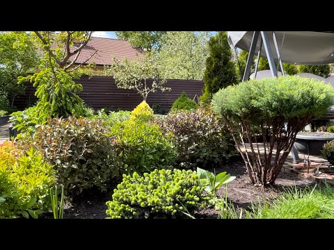 Видео: ТУЯ “TEDDY” РАЗВАЛИВАЕТСЯ! ОСОБЕННОСТИ СТРИЖКИ🟢ПРОЩАЕМСЯ С ТЮЛЬПАНАМИ ДО СЛЕДУЮЩЕЙ ВЕСНЫ✅