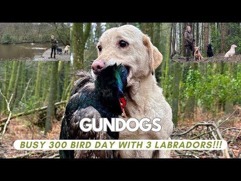 Видео: 300 дней наблюдения за птицами, 3 охотничьих собаки в моей команде, фазан и утка. Подача дичи в в...